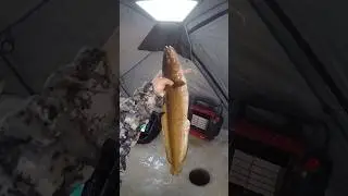 WHAT DID I CATCH!?! #minnesota #fishing #icefishing #burbot #eelpout