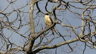 Laughing Falcon (Herpetotheres cachinnans cachinnans), French Guiana