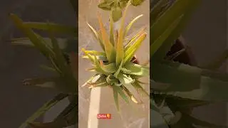 Beautiful Aloe, a Stress Reliefer!