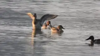 Ducks Northern Shoveller