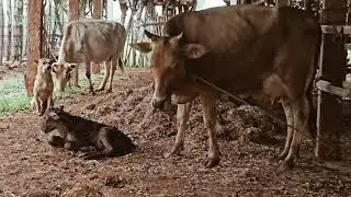 அழகிய கன்றை ஈன்றெடுத்த சிவப்பி #trending #viral #videos #tamil #cow #milk #seeman #seemanism 