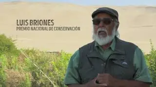 Maíz Lluteño - Patrimonio del Valle de Lluta