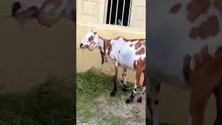 Beautiful goat eating grass 😍#goat #foryou #animals #shorts #viralvideo