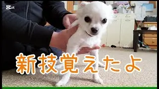 チワワのハク新技覚えたよ
