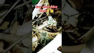 Activa bs6 service at home | Activa engine oil leakage problem | #shortsfeed #shorts #trending