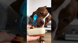 Dog’s rainy morning routine