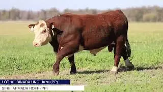 LOT 10 - BINARA POLL HEREFORD STUD 2025