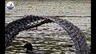 LPC Loon Cam2 ~ The Wood Ducks check out the Loon nest ~ June 30, 2022