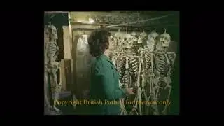 Vintage Educational and Scientific Plastics human skeleton model