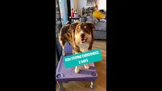 EASY Raw Feeding Enrichment for Dogs #shorts