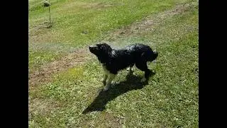 Funny dogs summer shower Buddy & Cler