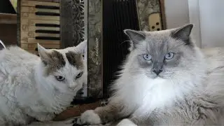 Cats Hear an Accordion for the First Time | Bowie the Ragdoll cat & Bella