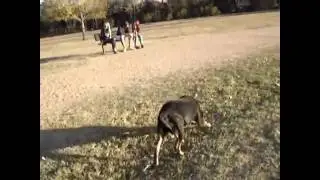 MargaritaDogPark 11 24 2012