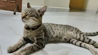 Cute cat 😺 | new cat video | cute cat video #cat #catvideos #catlovers #trending #cutecat