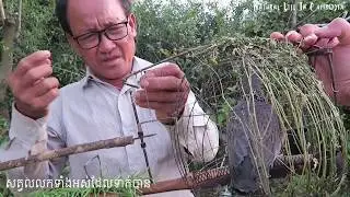Trapping Bird Scene, Some scene in the forest to make bird trap-by Natural Life In Cambodia