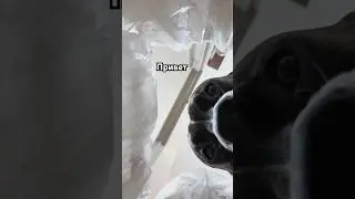 Мой пёс проверяет все пакеты, попавшие в мой дом 🙄
