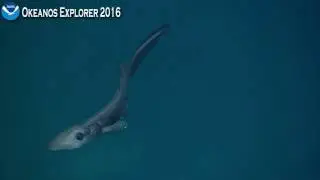 Okeanos Explorer Video Bite: ROV Deep Discoverer finds ghost catshark near shipwreck