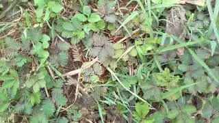 chui mui/mimosa/magical plant/touch me not/sk vlogs cg @skvlogscg