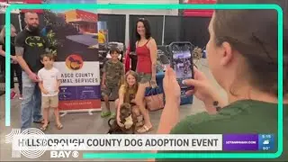 Hillsborough County hosts mass regional dog adoption event