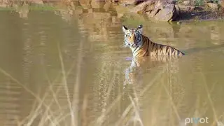 Searching for the Illusive Tiger ('The Operatives' Season 2 Episode 9 Clip)