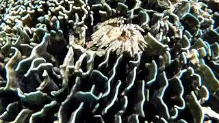 A shy Feather Duster Worm blooms like a tiny reef flower&hellip;🪸Touch the water&mdash;and poof! it disappears! 🤿