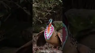 Beautiful Birds Mating Dance #shorts #animals #wildlife