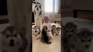 This Baby Accidentally Controls a Husky Puppy Pack 😆