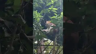 PATAS MONKEYS at CEBU SAFARI & Adventure Park #Carmen #cebuphilippines #CebuNorth #shorts