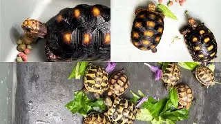 Cherryhead Tortoise, Redfoot Tortoise, Testudo Graeca/Greek & Hermanni Tortoise 🐢 | INDONESIA 🇮🇩