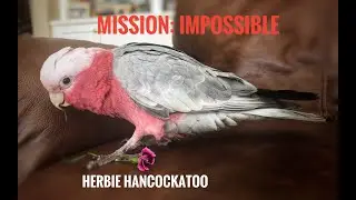 My Galah Parrot is an Escape Artist!  #engagednotcaged #escapeartist #GalahCockato #cutebird #parrot