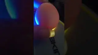 Pt.2 Day 7 of Incubating bantam chicken eggs - light scan check - see description