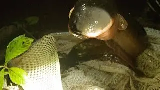 ​Electric Eels Carry All Their Organs in Their Heads