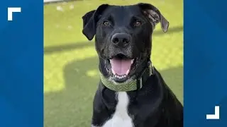 Pets of the Week for July 12, 2025