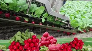 The Life Cycle of Cherry Radish | Modern Agricultural Planting and Harvest of Cherry Radish