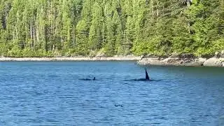 Mommy and baby Orca Ketchikan Alaska