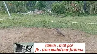 burung terkukur tambak angup belari.# lanun mat pcb