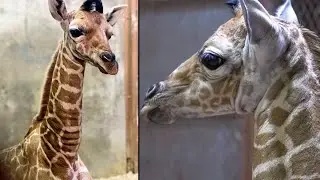 Ja Raffe the NBA-Inspired Giraffe Is Born in Tennessee