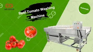 Cherry Tomato Washing Machine Price