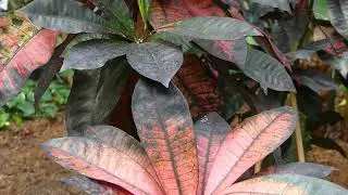 Codiaeum variegatum &acute;Mrs Iceton&acute;
