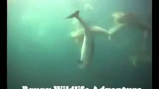 ASAKUA VideoRay - Bruny Wildlife Adventure VideoRay ROV Footage Dolphin Compilation