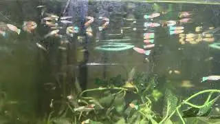 Ginga sulphureus (guppies)