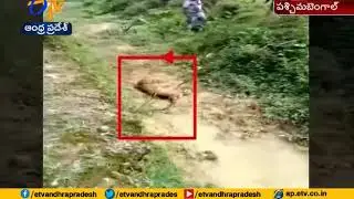 Watch video | Injured leopard attacks man clicking its photos in Bengal