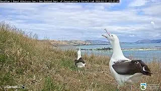 Альбатрос. Смена родителей в гнезде  -  Albatross. Change of parents in the nest