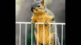 Shirley and Squirrely  -  Hey Shirley  This Is Squirrely