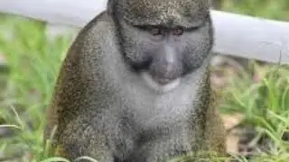 🐵 Walking into the future requires the first step Monkey's 🐒