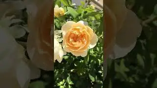 My Small Garden Tour Plant Collection - Summer 2024 with Roald Dahl