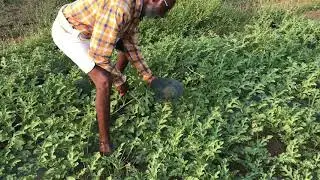 Maxx type Watermelon 🍉 @70days ready to harvest