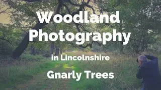 Woodland Photography: Gnarly Trees in Lincolnshire