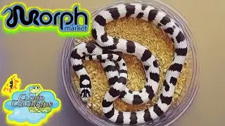 My Snake Collection 2023. Shipping out a California kingsnake from Morphmarket.
