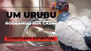 significado espiritual um urubu em cima do telhado da sua casa